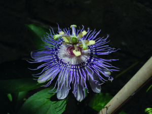 Scopri di più sull'articolo Beauty in pillole: Passiflora