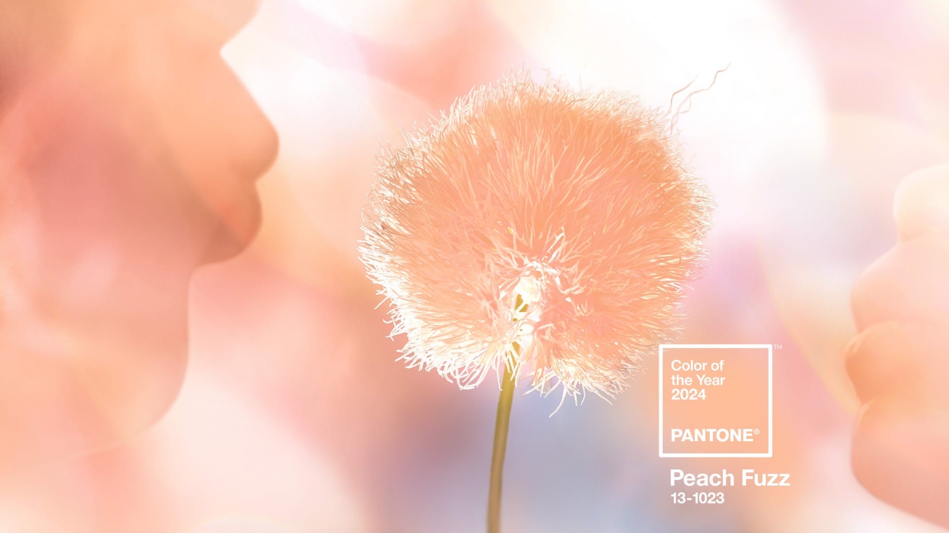 Scopri di più sull'articolo Colore Pantone 2024, Peach Fuzz: idee da indossare